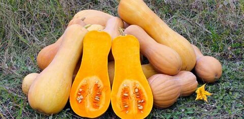 Butternut Squash