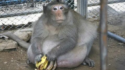 Tourists Helped Fatten Him Up; Now Thai Monkey Is On A Diet 