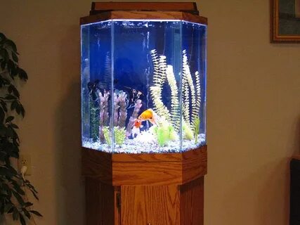 30 Gallon Hexagon Fish Tank - kdaptdesign