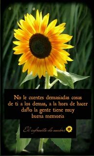 View 24 Imagenes De Girasoles Con Frases De Buenas Noches - 