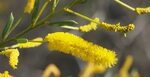 File:Acacia lysiphloia flowers.jpg - Wikipedia