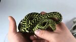 Zebra Jungle Carpet python unboxing - YouTube