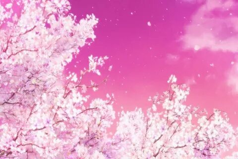 Cherry Blossom Anime Wallpaper posted by Christopher Sellers