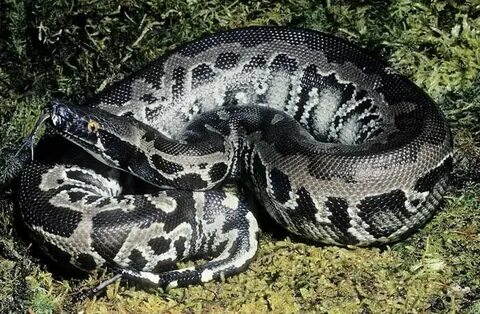 Black Sumatran Short-tail Python