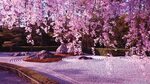 Сакура на фиолетовом фоне (208 фото) " ФОНОВАЯ ГАЛЕРЕЯ КАТЕР