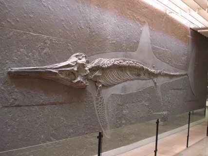 File:Temnodontosaurus trigonodon 2.JPG - Wikipedia