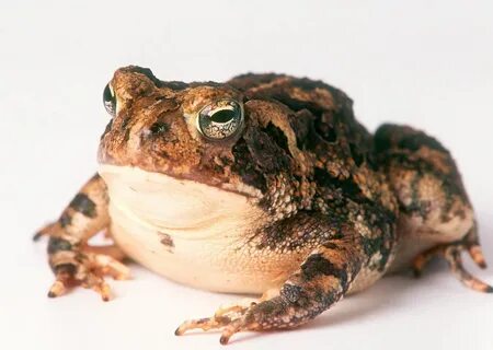 toad Pictures . Quality Images on Animal Picture Society