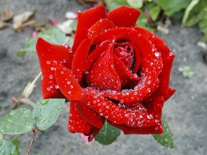 Красивые алые розы (73 фото)