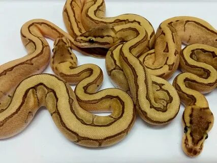 Enchi Fire Pinstripe - Morph List - World of Ball Pythons