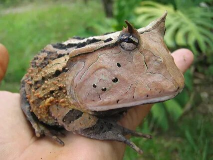 Surinam horned FROG! Frog and toad, Frog pictures, Amphibian