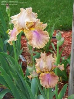 PlantFiles Pictures: Tall Bearded iris 'Polish Princess', 1 