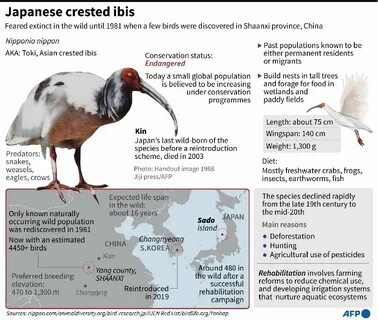 Japanese crested ibis photos