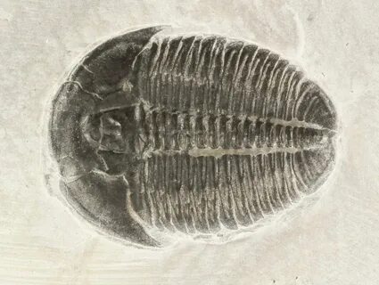 96" Elrathia Trilobite In Shale - Utah (#47363) For Sale - F