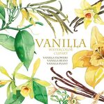 Vanilla clipart Translated Watercolor vanilla beans Vani flo