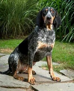 Bluetick Bluetick coonhound, Coonhound puppy, Hunting dogs