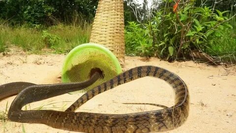 Build creative diy snake trap make from basket & bamboo - Ea