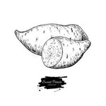 Sweet Potato Hand Drawn Vector Illustration. Isolated Vegeta