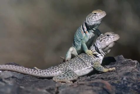 Learn more about sex in the animal kingdom on DiscoveryClass