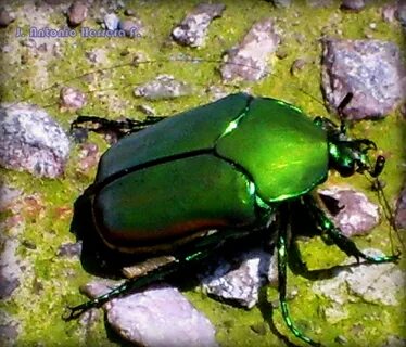 Escarabajo verde tornasolado Se pueden encontrar estas mic. 