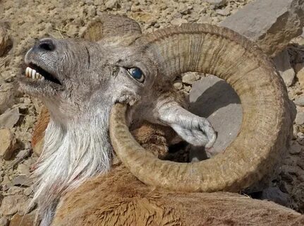 wild mountain goat killed by his own horn - Album on Imgur