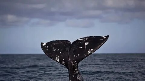 Whale Wandered Because of Climate Change