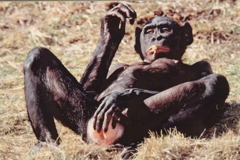 Бонобо яйца 