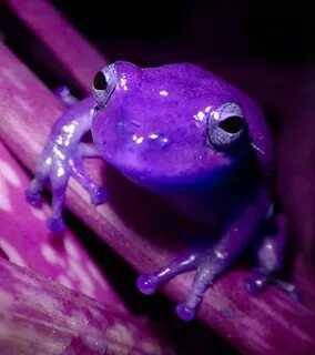 Purple Frog Frog, Animals beautiful, Animals