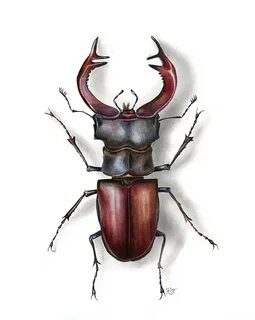 European Stag Beetle Watercolor Illustra, Painting by Ksenii