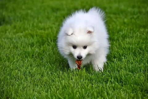 Japanese spitz puppy pictures