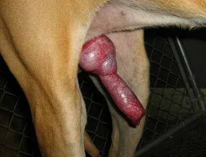 Huge Dog Cock Cum - Porn photos. The most explicit sex photo