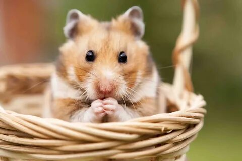 50 Unique Hamster Facts That Are Just So Adorable - Facts.ne