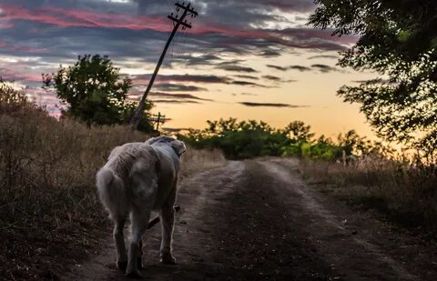 sunset nature animals dogs country road 3460x2230 wallpaper 