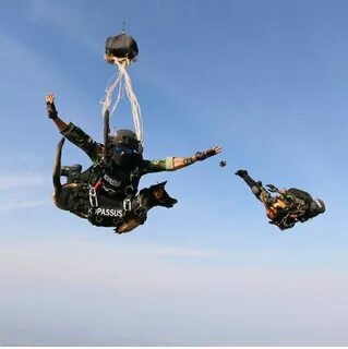 Indonesian Army Kopassus free fall with K9 unit Special forc