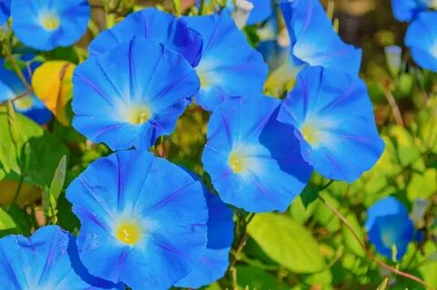 Heavenly Blue Morning Glory Seeds Flowers Climbing Vine Ipom
