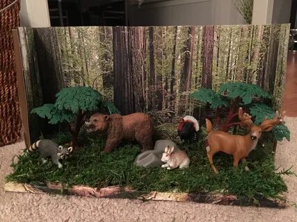 Forest habitat. shoe box project. Habitats projects, Forest 