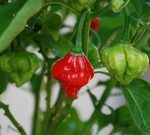 AJI DULCE #1 Pepper Seeds Known As ajicitoo,aji gustoso,aj\u