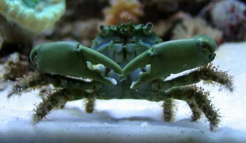 Emerald Crab Crab, Saltwater aquarium fish, Crustaceans