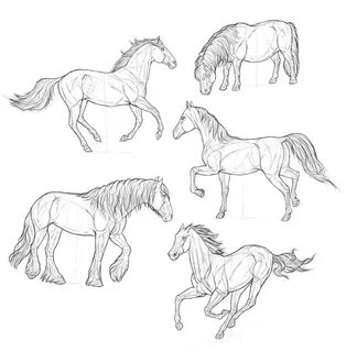 Horse Drawing Reference and Sketches for Artists