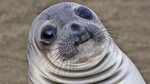 Seal Wednesday Memes - Imgflip