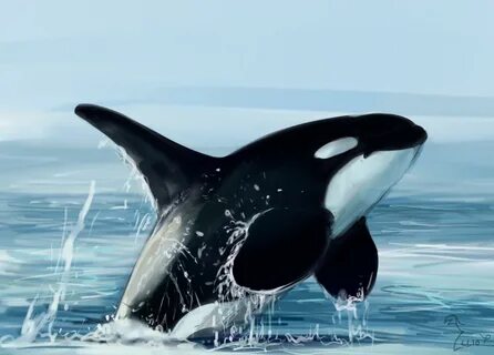 Orca Sketch at PaintingValley.com Explore collection of Orca