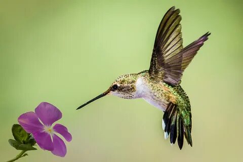 judy lovelett - Hummingbirds