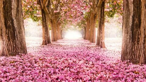 Flores rosadas del Indo, camino, árboles, hermosos paisajes 