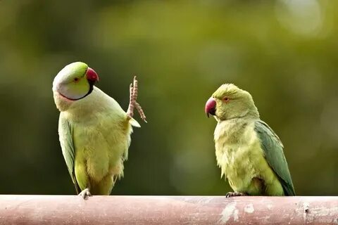 #Moustachepararakeets looks like they're talking to one anot