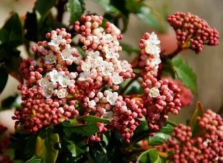 Red Viburnum - Tips for my garden