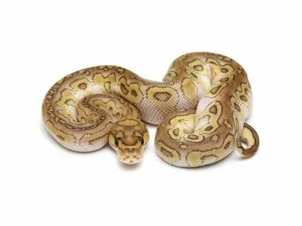 King Clown Ball python, Pretty snakes, Corn snake