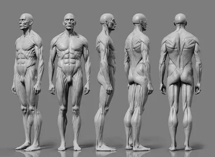 Male Ecorche, jonathan sibayan Anatomy drawing, Anatomy refe