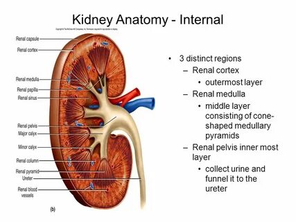 Urinary System Organs. - ppt video online download