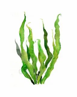 Green sea kelp seaweed watercolor painting print green leave