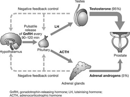 Testosterone production and the hypothalamic–pituitary–gonad