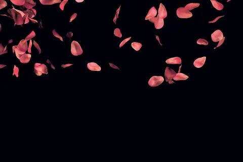 Rose Petals Wallpapers - Wallpaper Cave